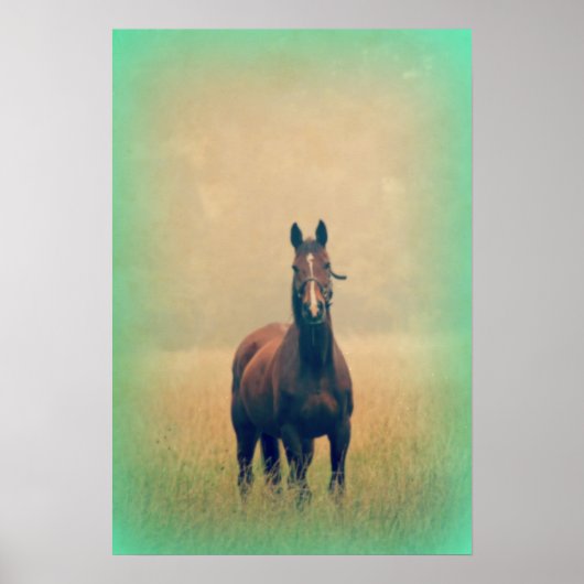 Bay Horse in een veld Poster (Voorkant)