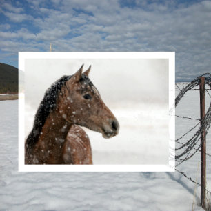Bay Horse in Gently Falling Snow Briefkaart