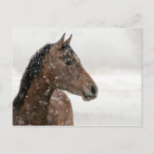 Bay Horse in Gently Falling Snow Briefkaart (Voorkant)