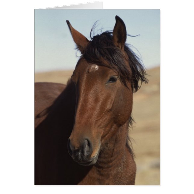 Bay Horse in Wind (Voorkant)