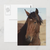 Bay Horse in Wind Briefkaart (Voorkant / Achterkant)