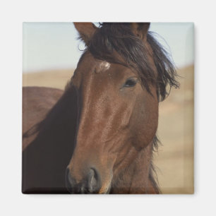 Bay Horse in Wind Magneet