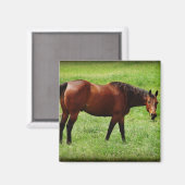 Bay Horse Magneet (Voorkant / Achterkant)