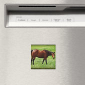 Bay Horse Magneet (Insitu (Vaatwasser))