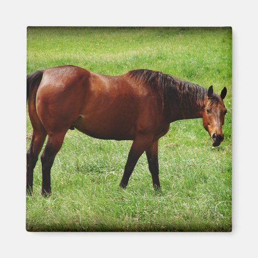Bay Horse Magneet (Voorkant)