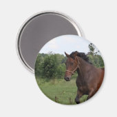 Bay Horse Magnet (Voorkant / Achterkant)
