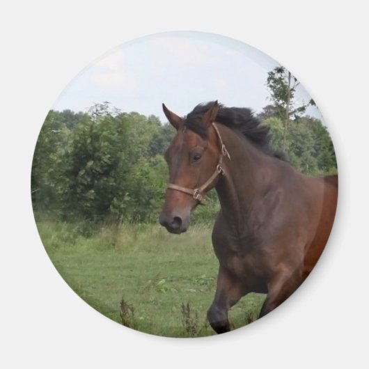 Bay Horse Magnet (Voorkant)