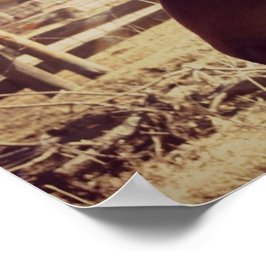 Bay Horse Poster (Hoek)