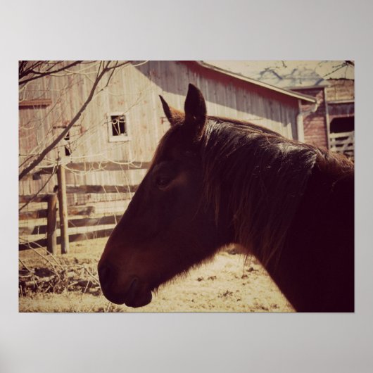 Bay Horse Poster (Voorkant)