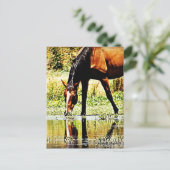 Bay Horse "Reflections" Briefkaart (Staand voorkant)