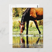 Bay Horse "Reflections" Briefkaart (Voorkant / Achterkant)