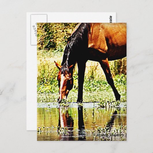Bay Horse "Reflections" Briefkaart (Voorkant / Achterkant)