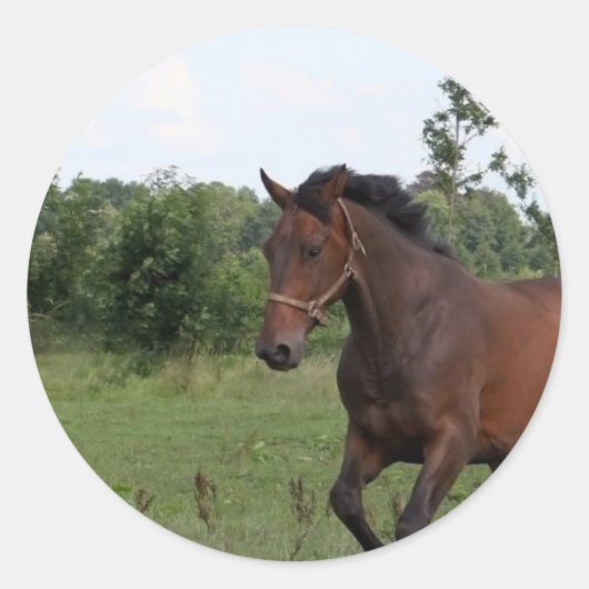 Bay Horse Sticker (Voorkant)