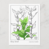 Bay Leaf Materia Medica Monografie Kruidenonderzoe Briefkaart (Voorkant)