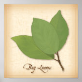Bay Leaves Poster (Voorkant)