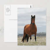 Bay Mare Briefkaart (Voorkant / Achterkant)