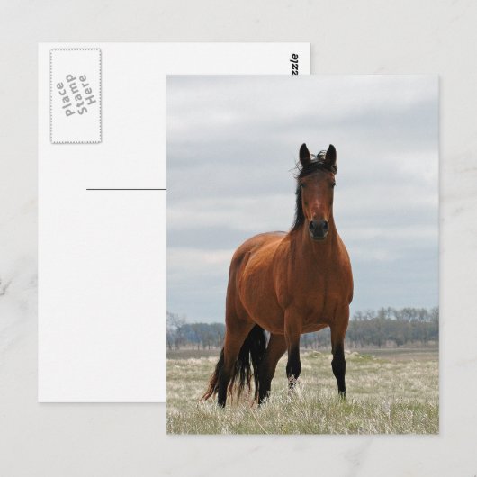 Bay Mare Briefkaart (Voorkant / Achterkant)