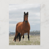 Bay Mare Briefkaart (Voorkant)