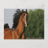 Bay Morgan Horse Headshot Flows Mane Briefkaart (Voorkant)