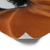 Bay Morgan Horse Headshot Flows Mane Poster (Hoek)