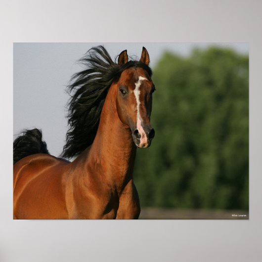 Bay Morgan Horse Headshot Flows Mane Poster (Voorkant)