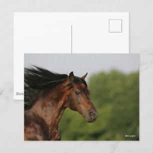 Bay Morgan Horse Headshot Mane Flows Briefkaart