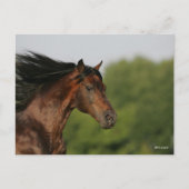 Bay Morgan Horse Headshot Mane Flows Briefkaart (Voorkant)
