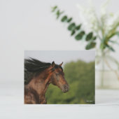 Bay Morgan Horse Headshot Mane Flows Briefkaart (Staand voorkant)