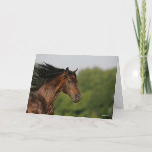 Bay Morgan Horse Headshot Mane Flows Kaart