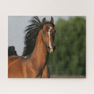 Bay Morgan Horse Headshot Mane Flows Legpuzzel