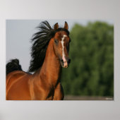 Bay Morgan Horse Headshot Mane Flows Poster (Voorkant)