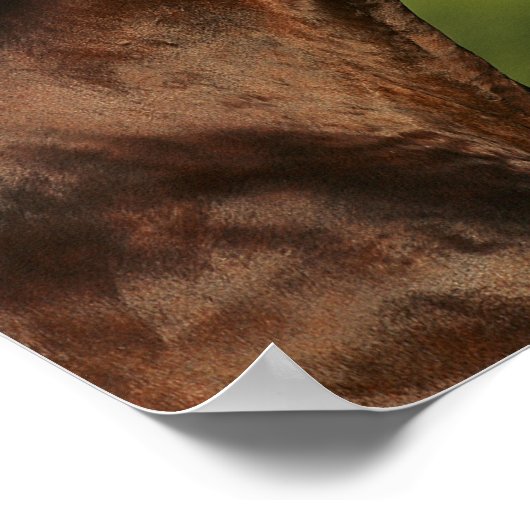 Bay Morgan Horse Headshot Mane Flows Poster (Hoek)