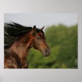 Bay Morgan Horse Headshot Mane Flows Poster (Voorkant)