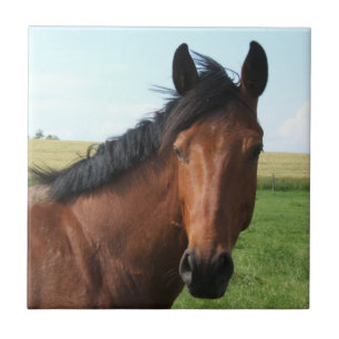 Bay Pasture Tegeltje