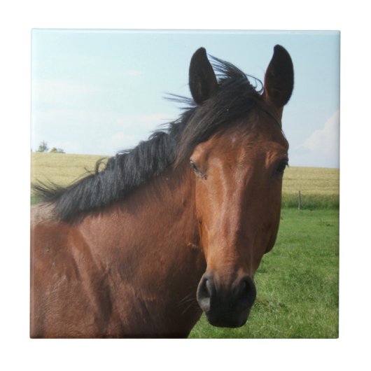 Bay Pasture Tegeltje (Voorkant)