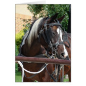 Bay Pinto Amish Buggy Horse (Voorkant)