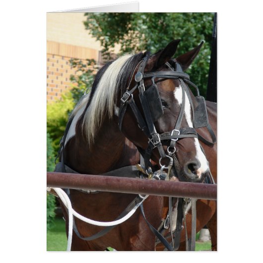 Bay Pinto Amish Buggy Horse (Voorkant)