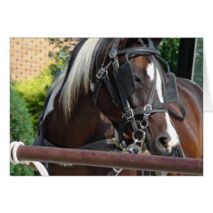 Bay Pinto Amish Buggy Horse