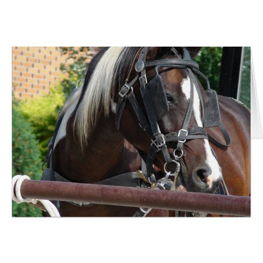 Bay Pinto Amish Buggy Horse (Voorkant Horizontaal)