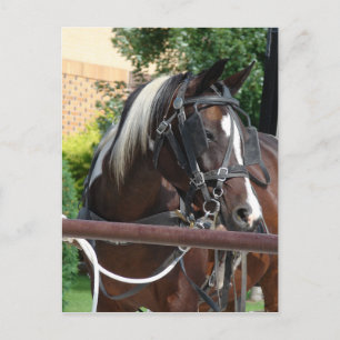 Bay Pinto Amish Buggy Horse Briefkaart