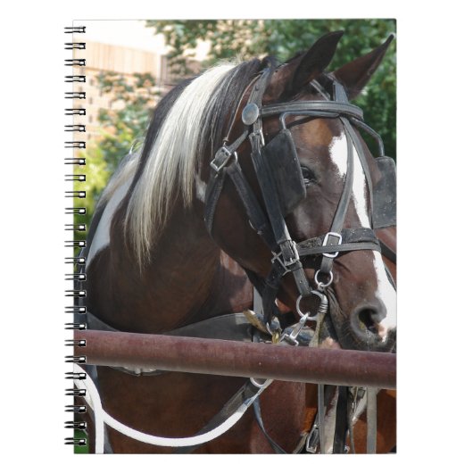 Bay Pinto Amish Buggy Paard Notitieboek (Voorkant)