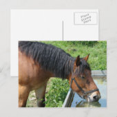 Bay-Pony Drink van de waterloop Briefkaart (Voorkant / Achterkant)