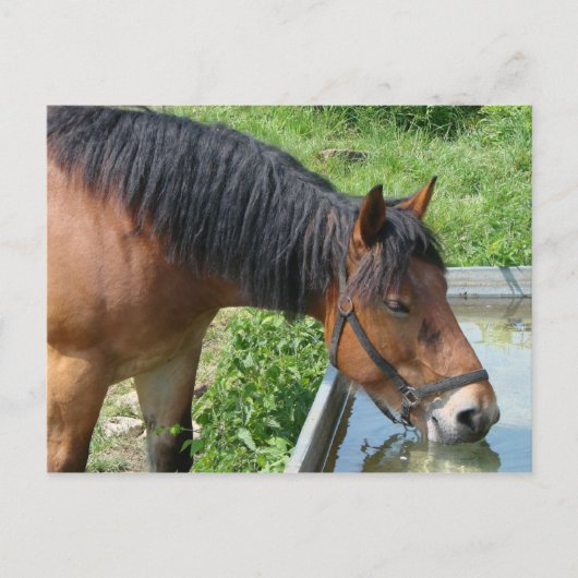 Bay-Pony Drink van de waterloop Briefkaart (Voorkant)