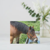 Bay-Pony Drink van de waterloop Briefkaart (Staand voorkant)