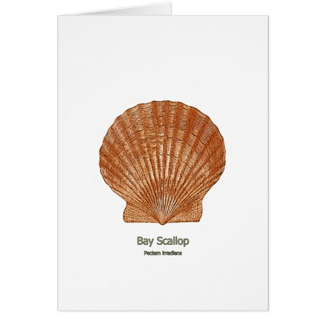 Bay Scallop Shell (Voorkant)