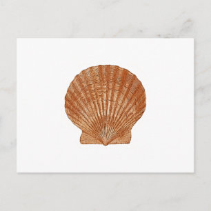 Bay Scallop Shell Briefkaart