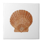 Bay Scallop Shell Tegeltje (Voorkant)