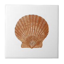 Bay Scallop Shell