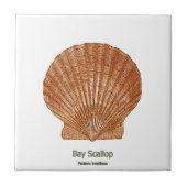 Bay Scallop Shell Tegeltje (Voorkant)
