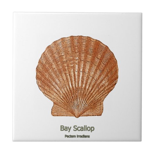 Bay Scallop Shell Tegeltje (Voorkant)